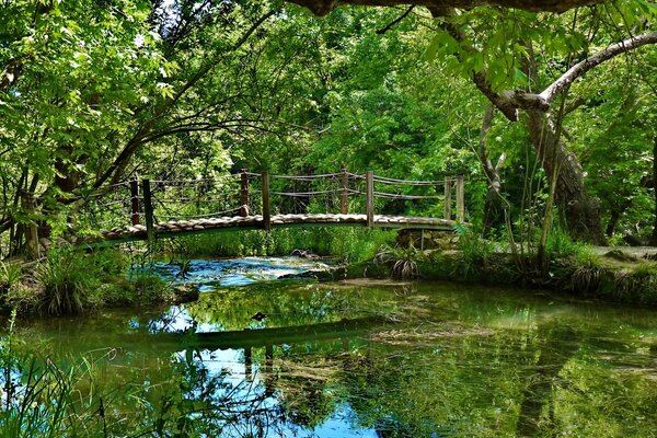 Brücke über den Fluss in einem dichten Wald