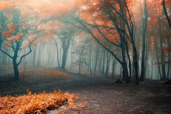 Nebliger Wald in orangefarbenen Blättern