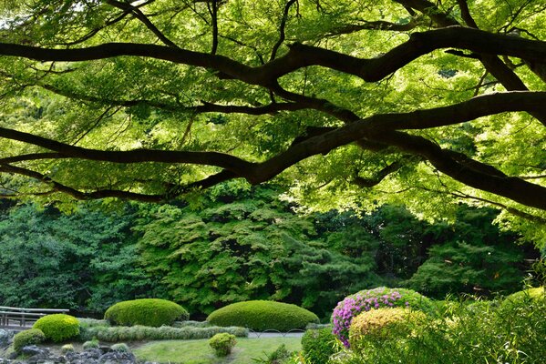 Jardin japonais Shinjuku Geen