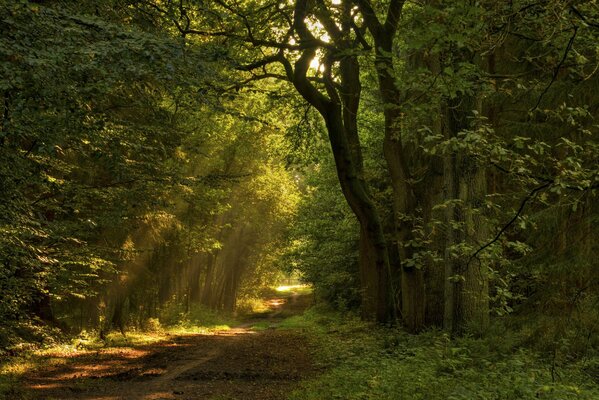 Route de la forêt avec les rayons du soleil