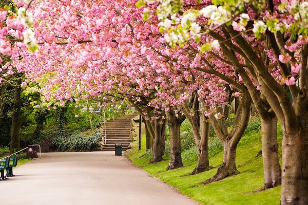 En la grava de Sheffield también florece Sakura