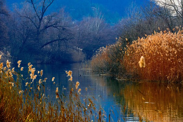 Schilf im Entensee