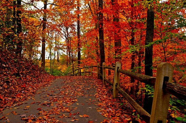 Herbstpark mit roten Bäumen