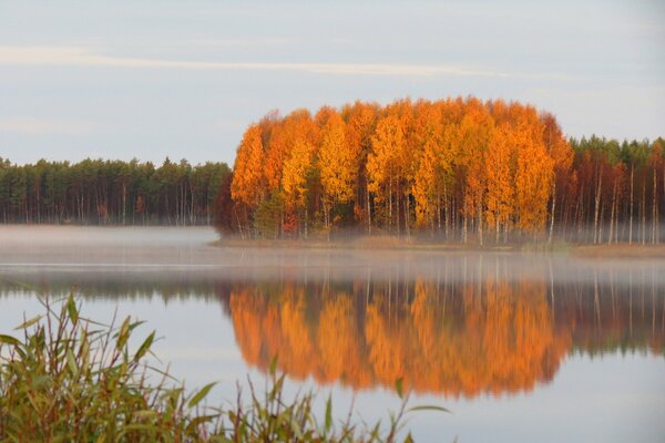 Árboles de otoño en el agua