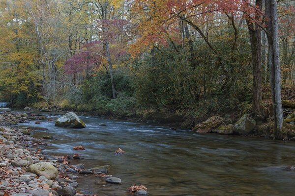 Río en el bosque de otoño