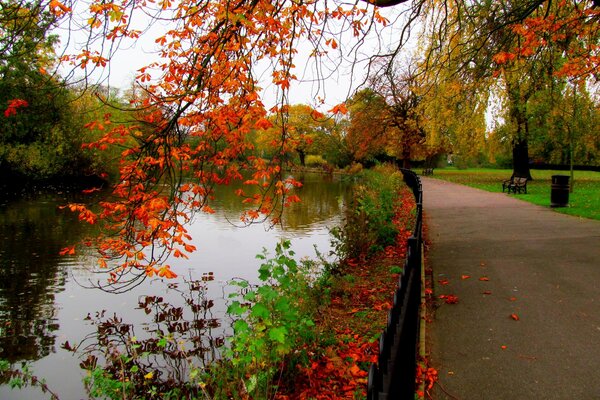 Bright leaves fall into the water