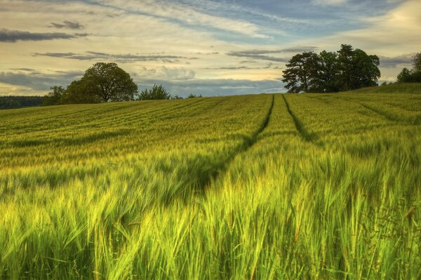 Abendsommerfeld