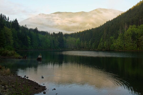 Lake with ducks on the background of mountains and trees