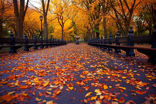 Callejón de otoño. Parque cubierto de hojas