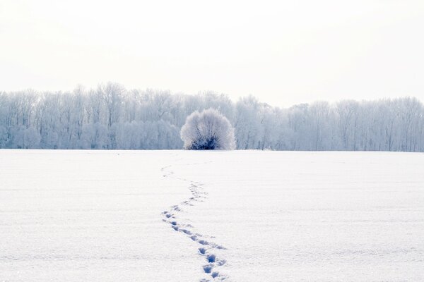 Árbol de invierno junto al bosque en medio de huellas en la nieve