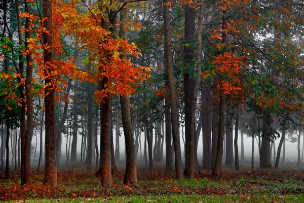 Arbres dans le brouillard dans la forêt