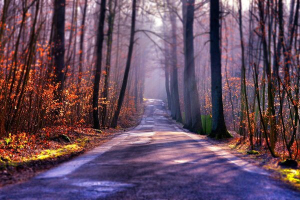 The road in the autumn forest