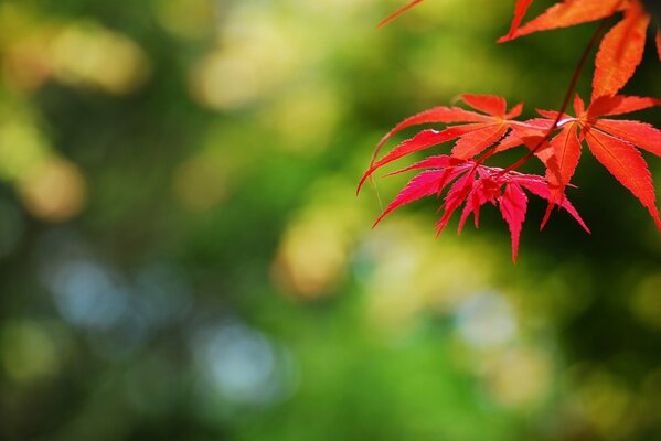 Stagione autunnale foglie rosse sui rami