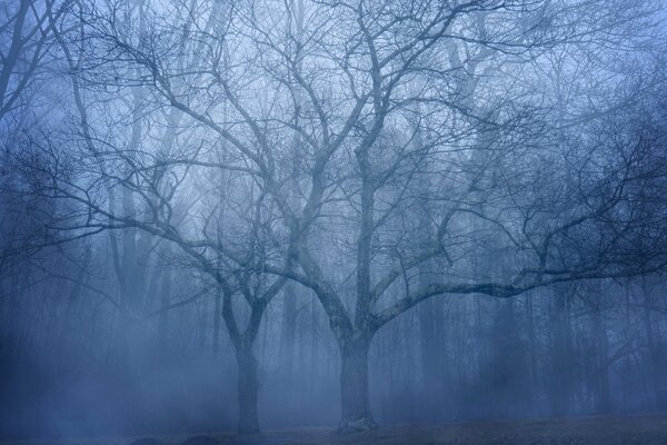 Árbol ramificado desnudo en niebla sin hojas