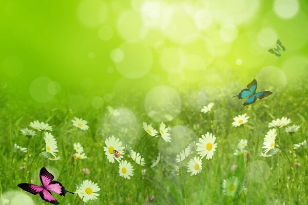 Insects on daisies in the field