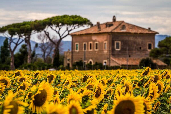 Beautiful house on the background of sunflowers