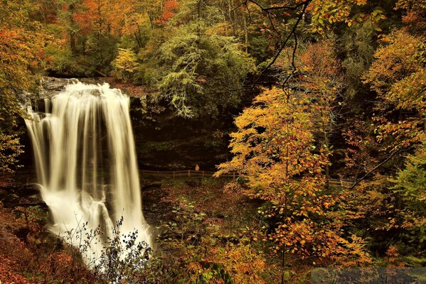 Photo de forêt et cascade en automne