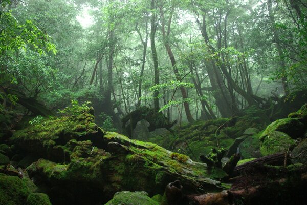 Forest trees and their roots covered with moss