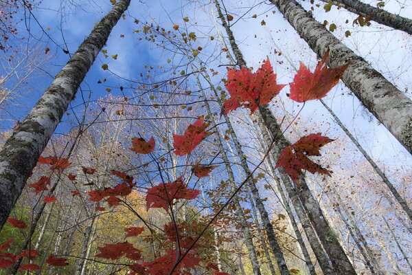 Foglie sull albero in autunno