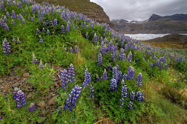 Lupini luminosi ai piedi delle montagne