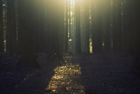 Les rayons du soleil traversent les arbres