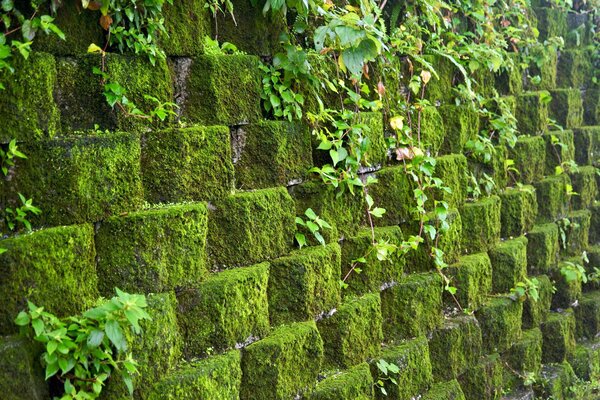 Muro de piedras con musgo