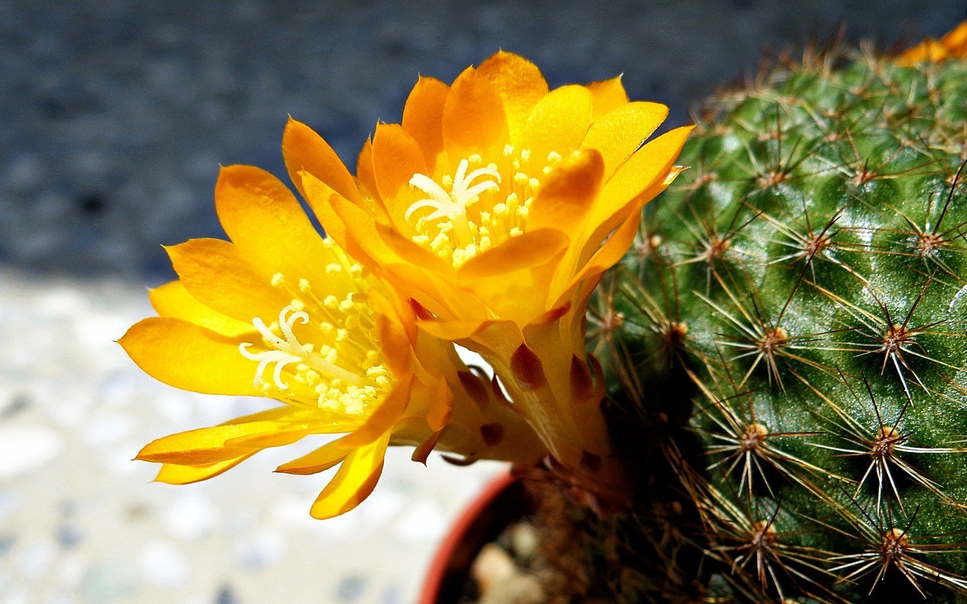 flower yellow cactus close up photo