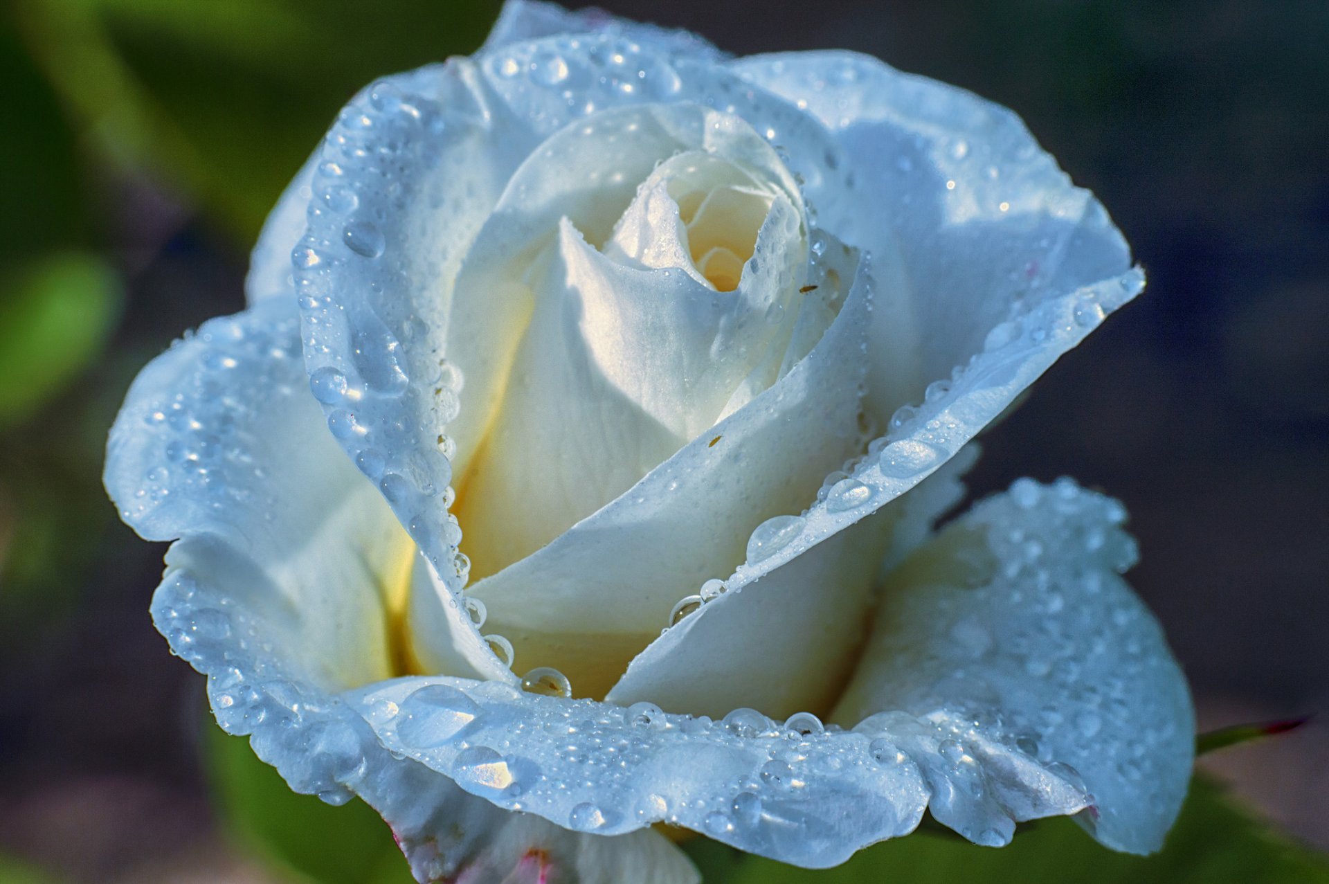 rosa petali gocce rugiada acqua