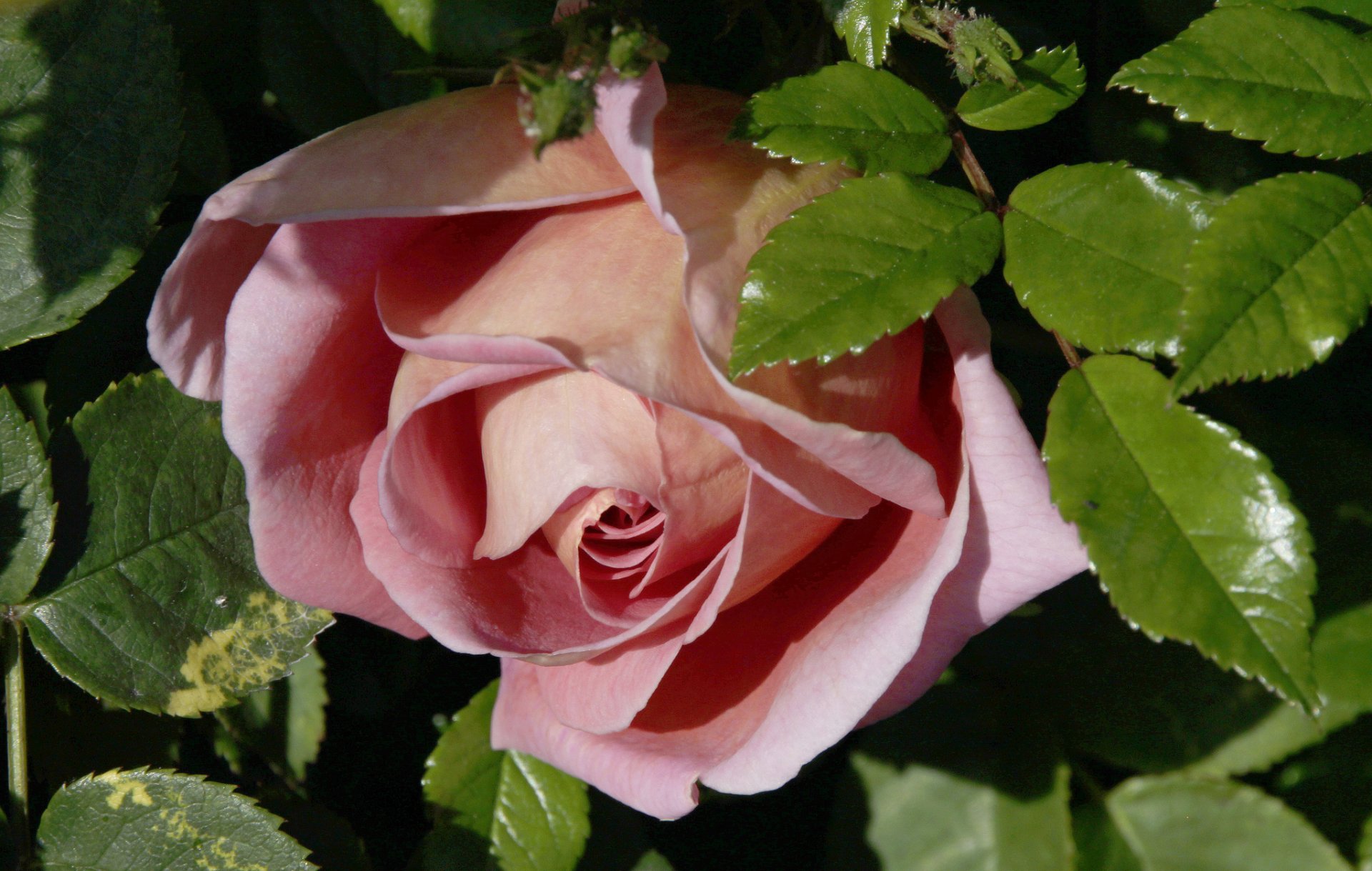 rosa bocciolo macro foglie