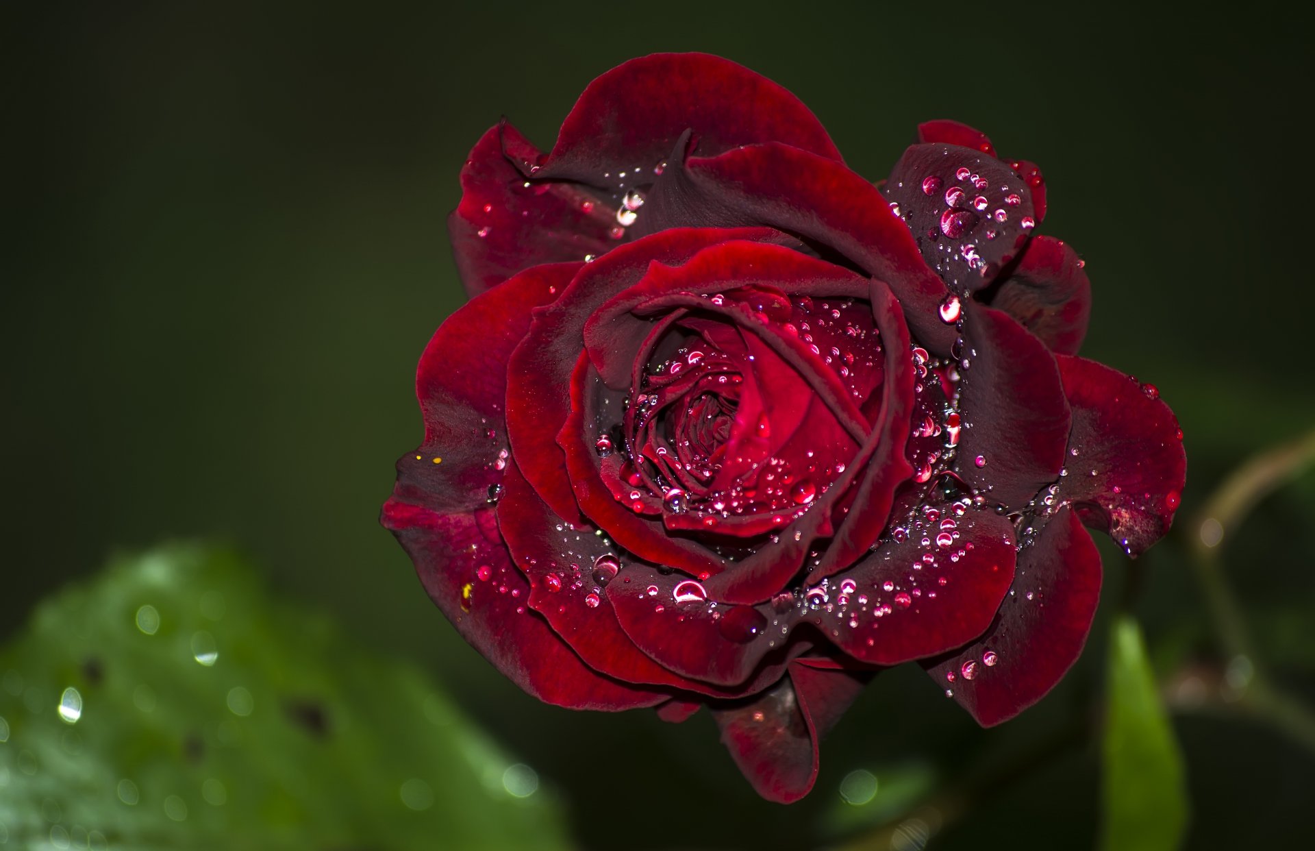 rosa velluto bocciolo gocce macro