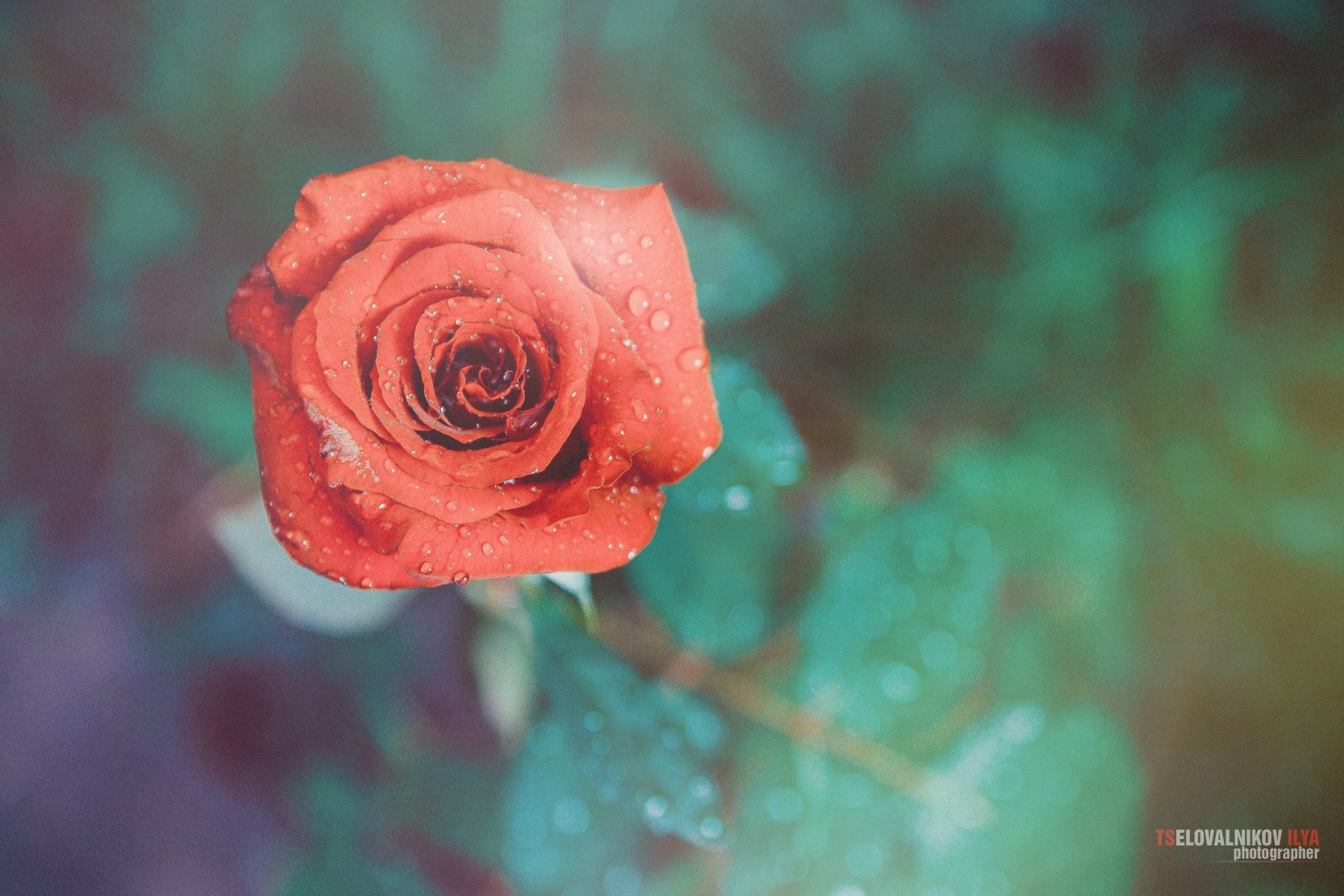 küsschen ilya fotografie fotograf blume rose tropfen