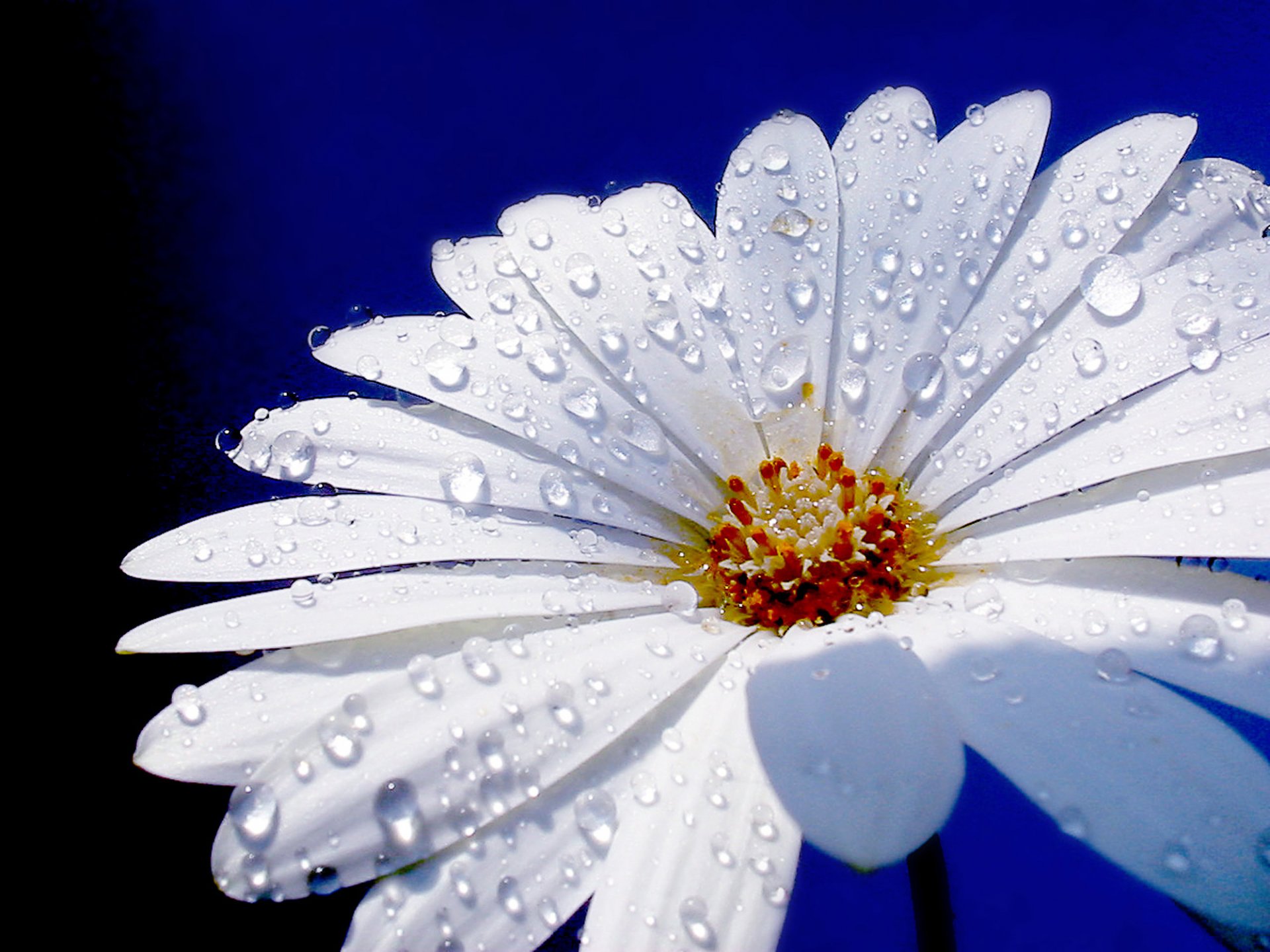 fiore margherita macro gocce d acqua