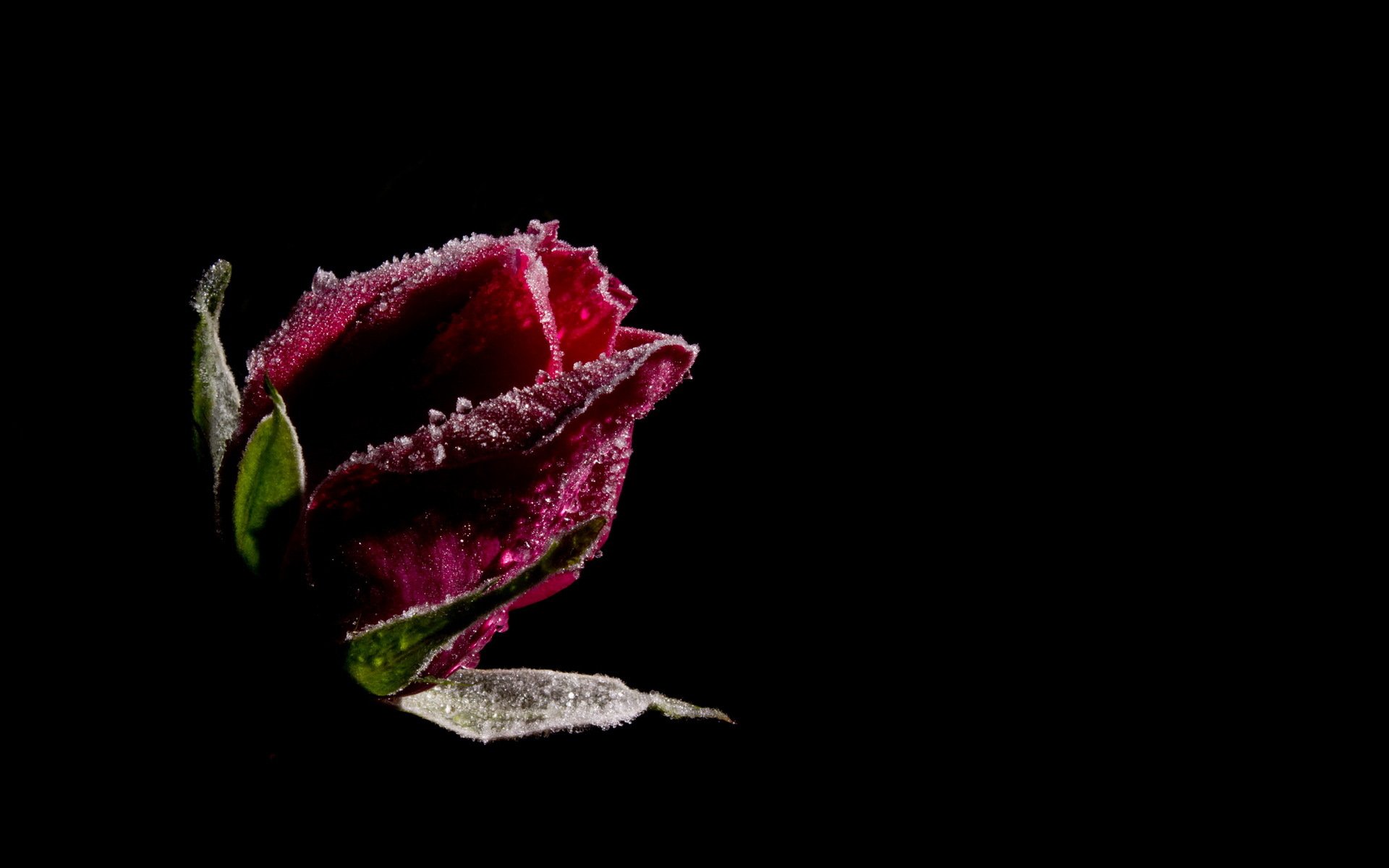 dark background flower rose red drop