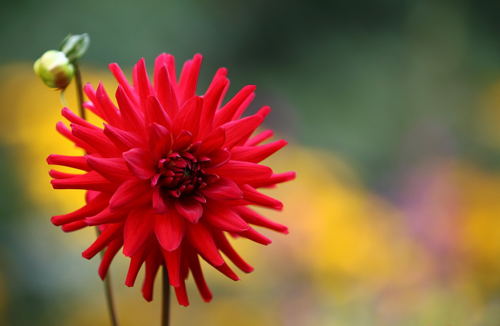 knospe blume rot dahlie hintergrund