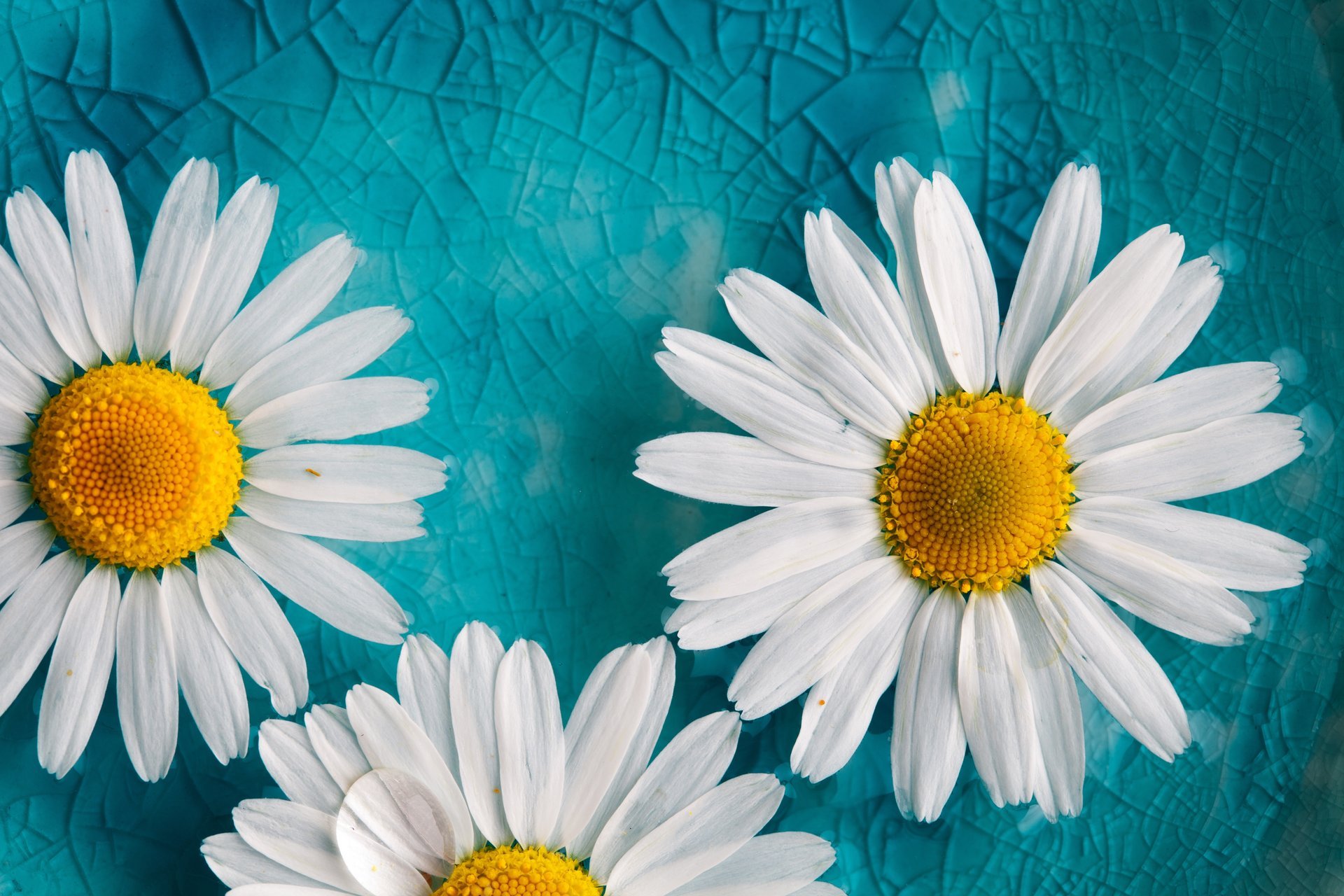 fleurs marguerites pétales fond