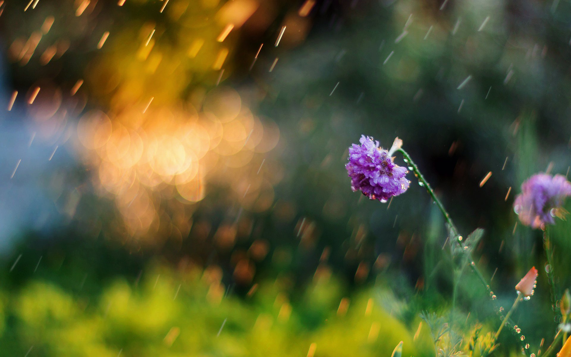 blumen blume blume wiese grün unschärfe bokeh sommer morgen tag natur hintergrund tapete widescreen vollbild widescreen