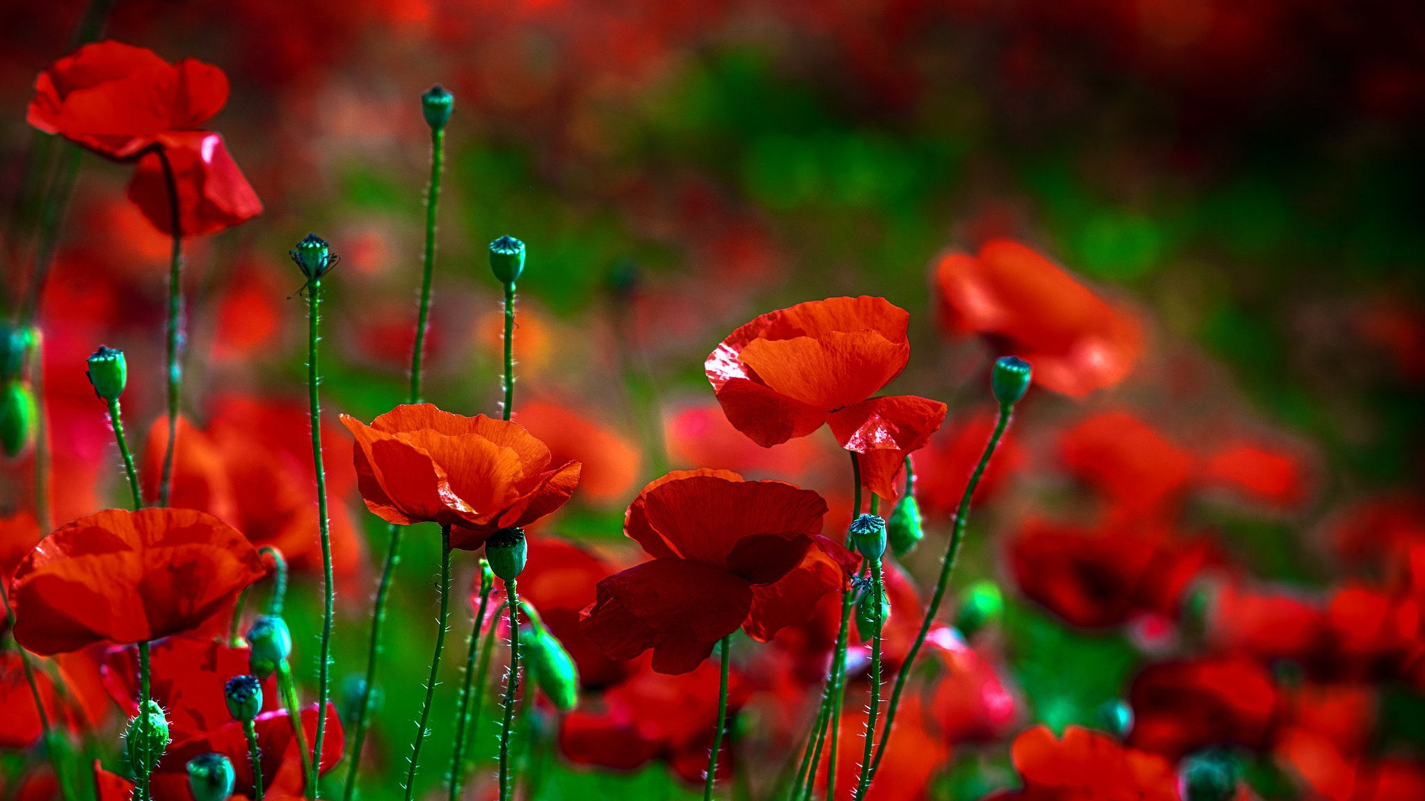 flor amapola rojo