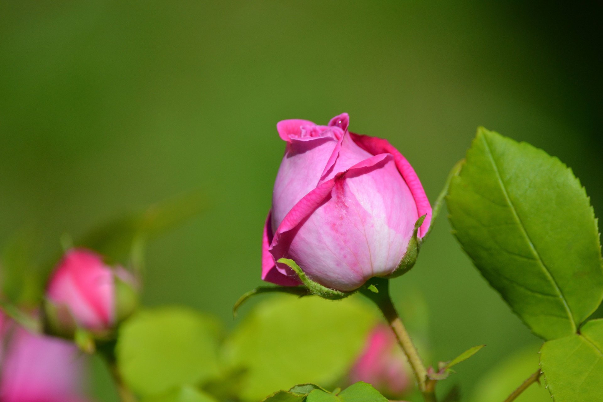 rosa brote pétalos hojas macro