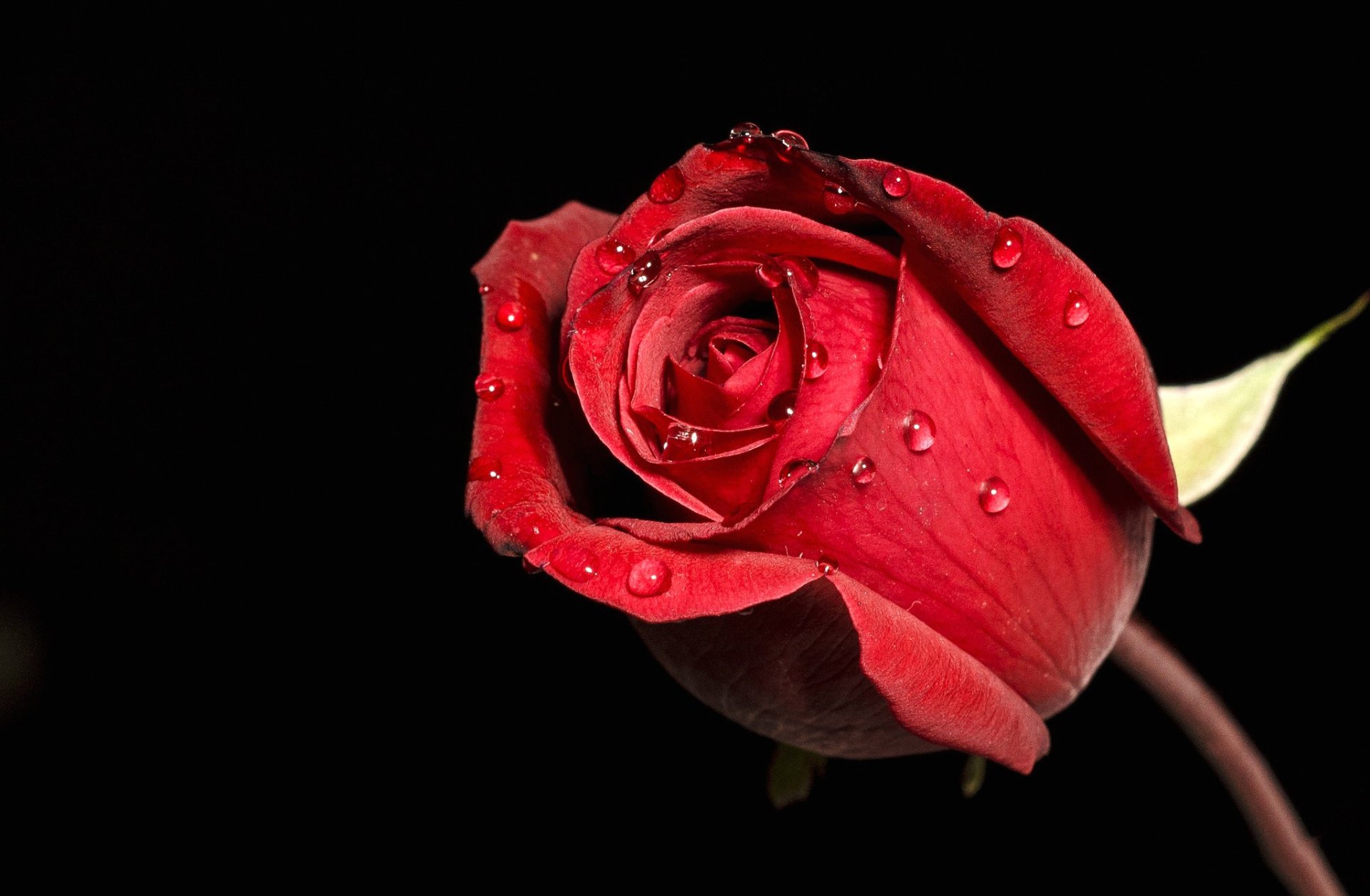 rose flower bud drops rosa petal