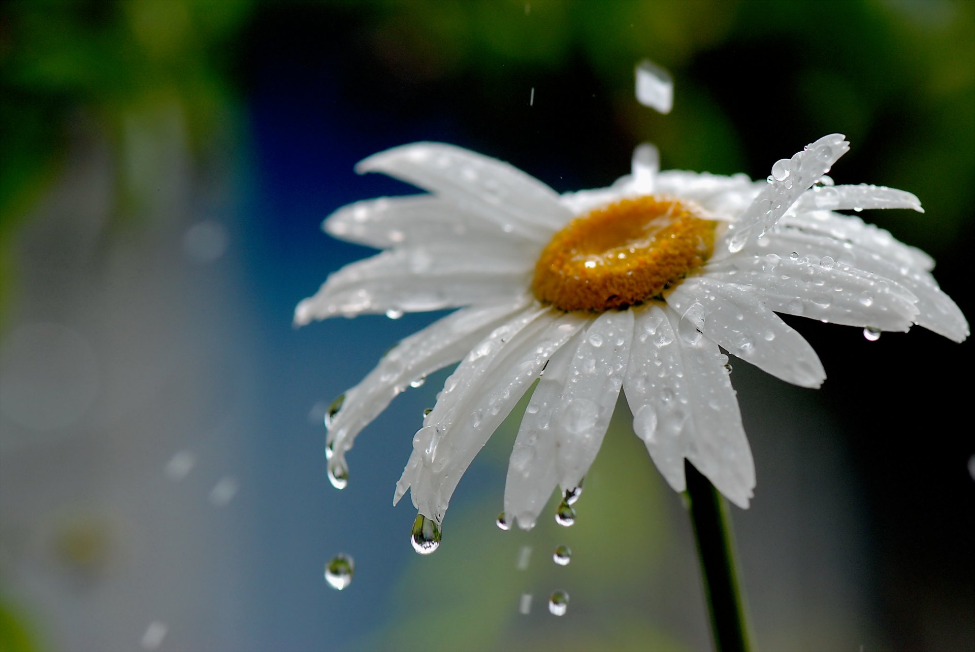 naturaleza margarita flor gotas lluvia agua