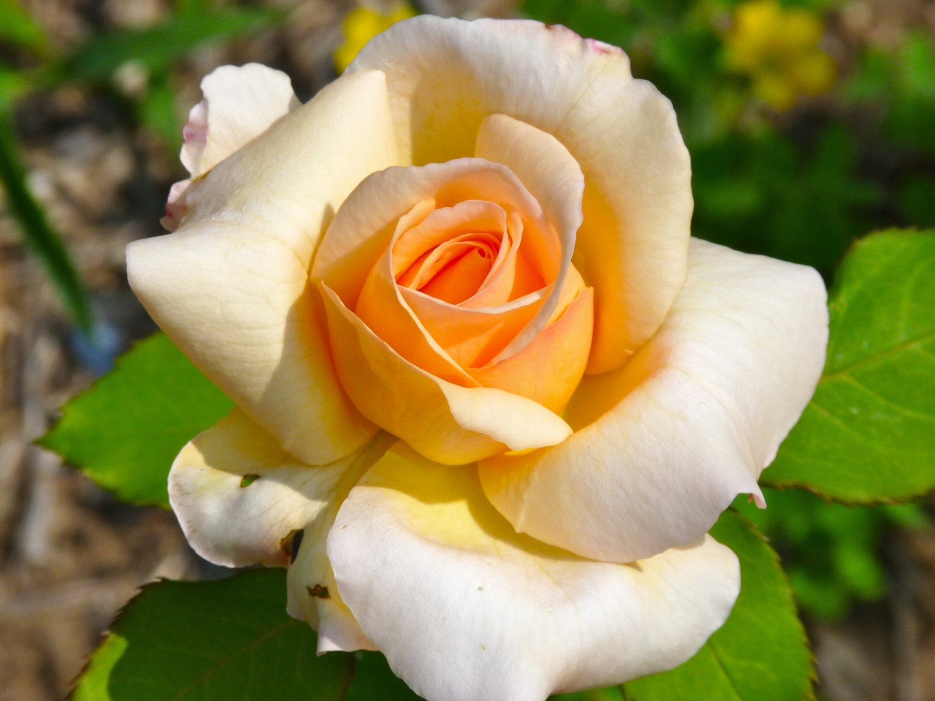 rosa bocciolo petali macro