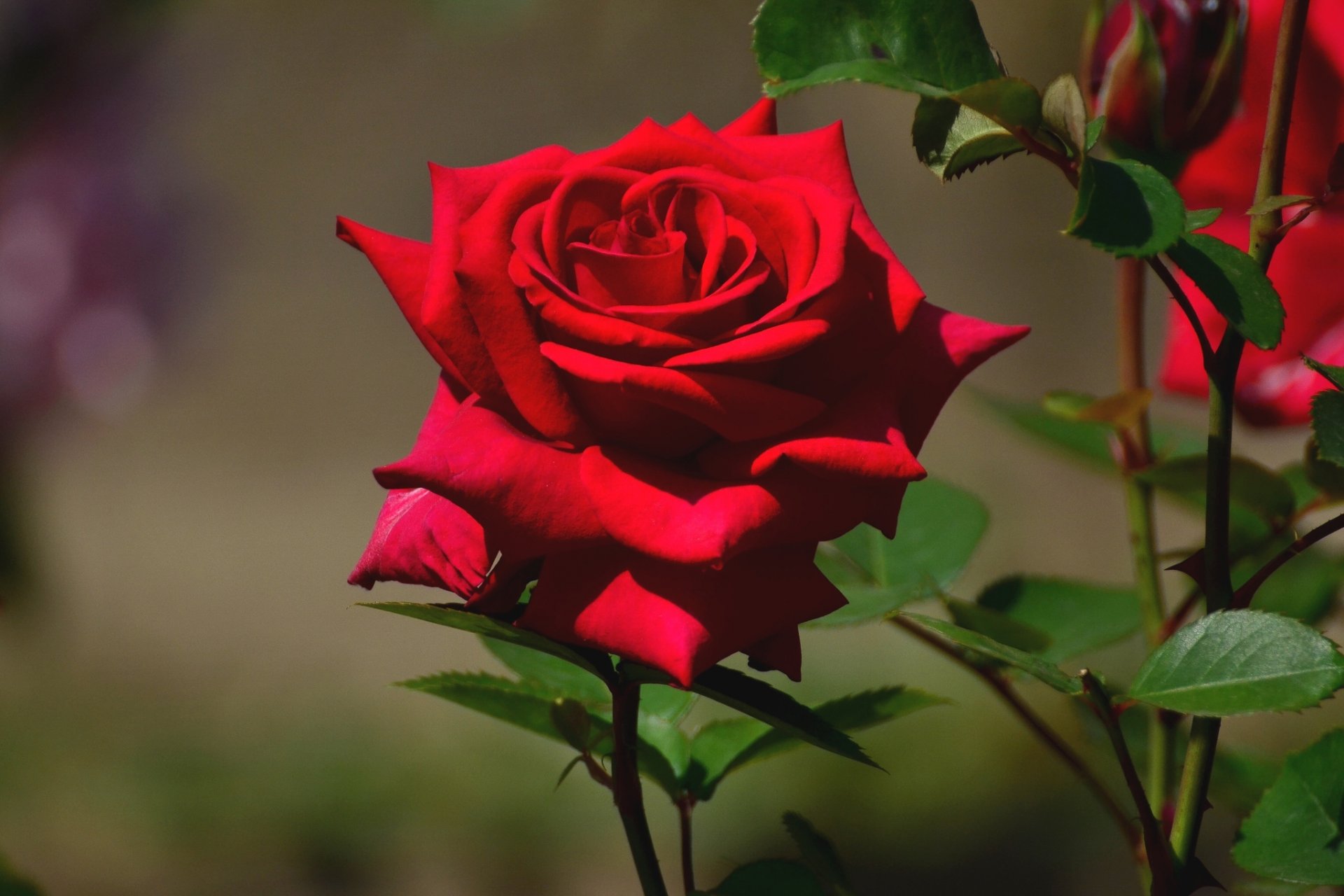 rosa brote macro