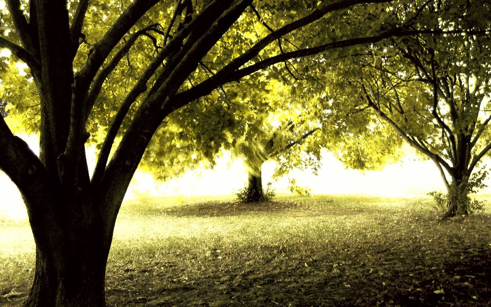 foresta autunno sole alberi