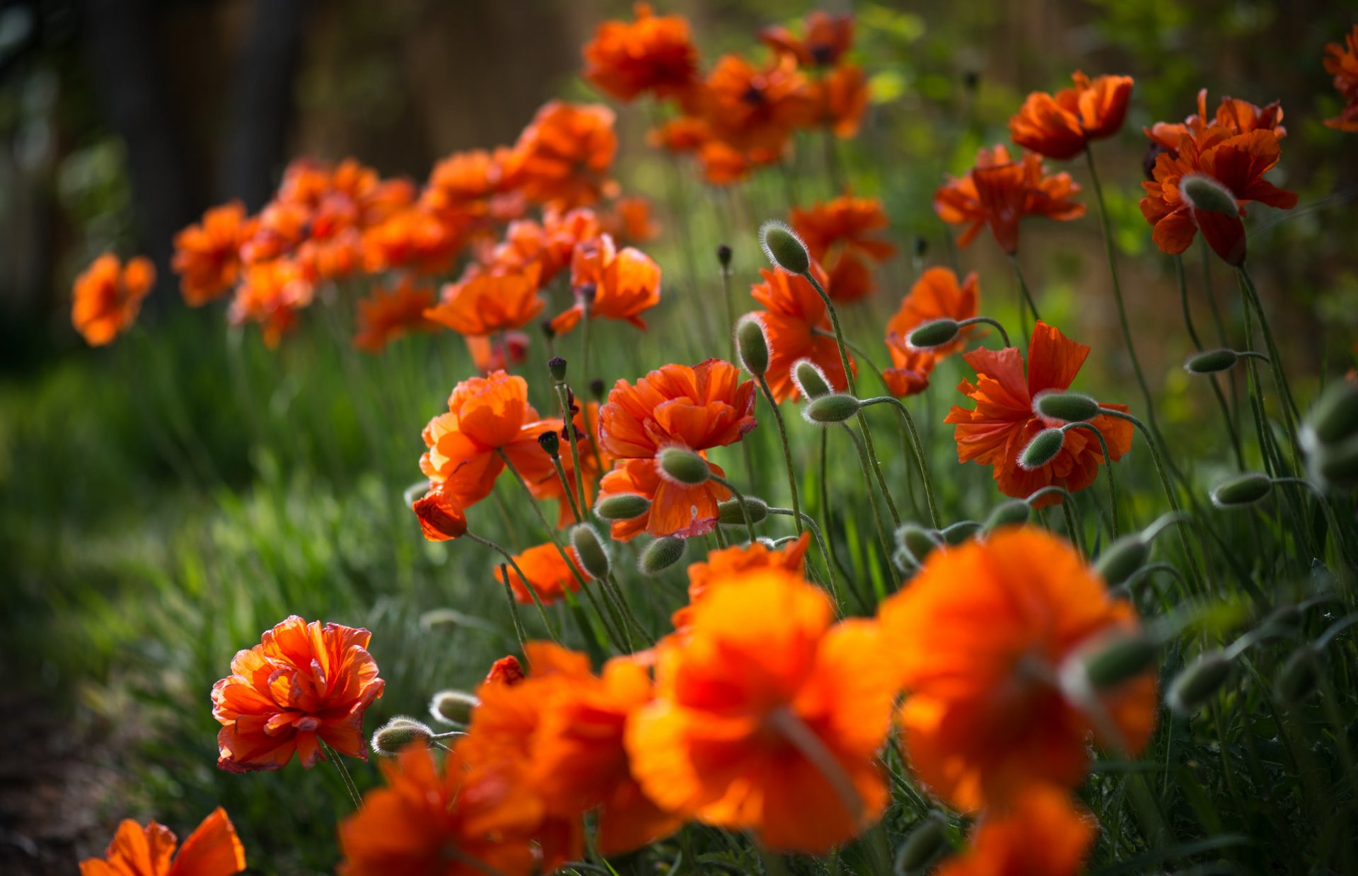 flores amapolas pétalos brotes tallos hierba