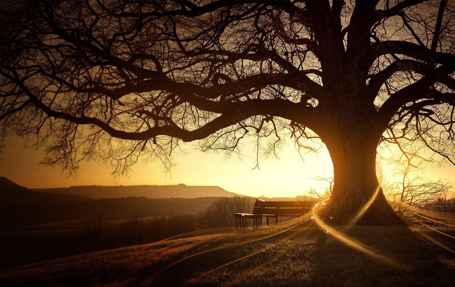 lever du soleil arbre soleil