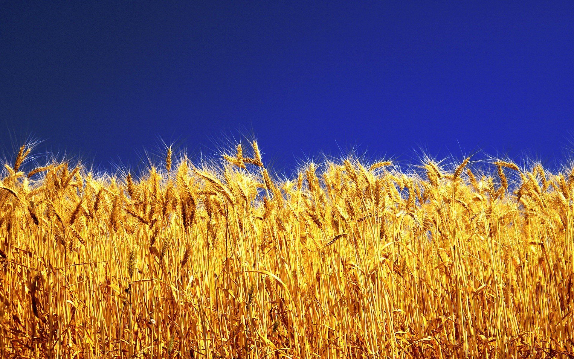 erba gialla cielo colori vivaci