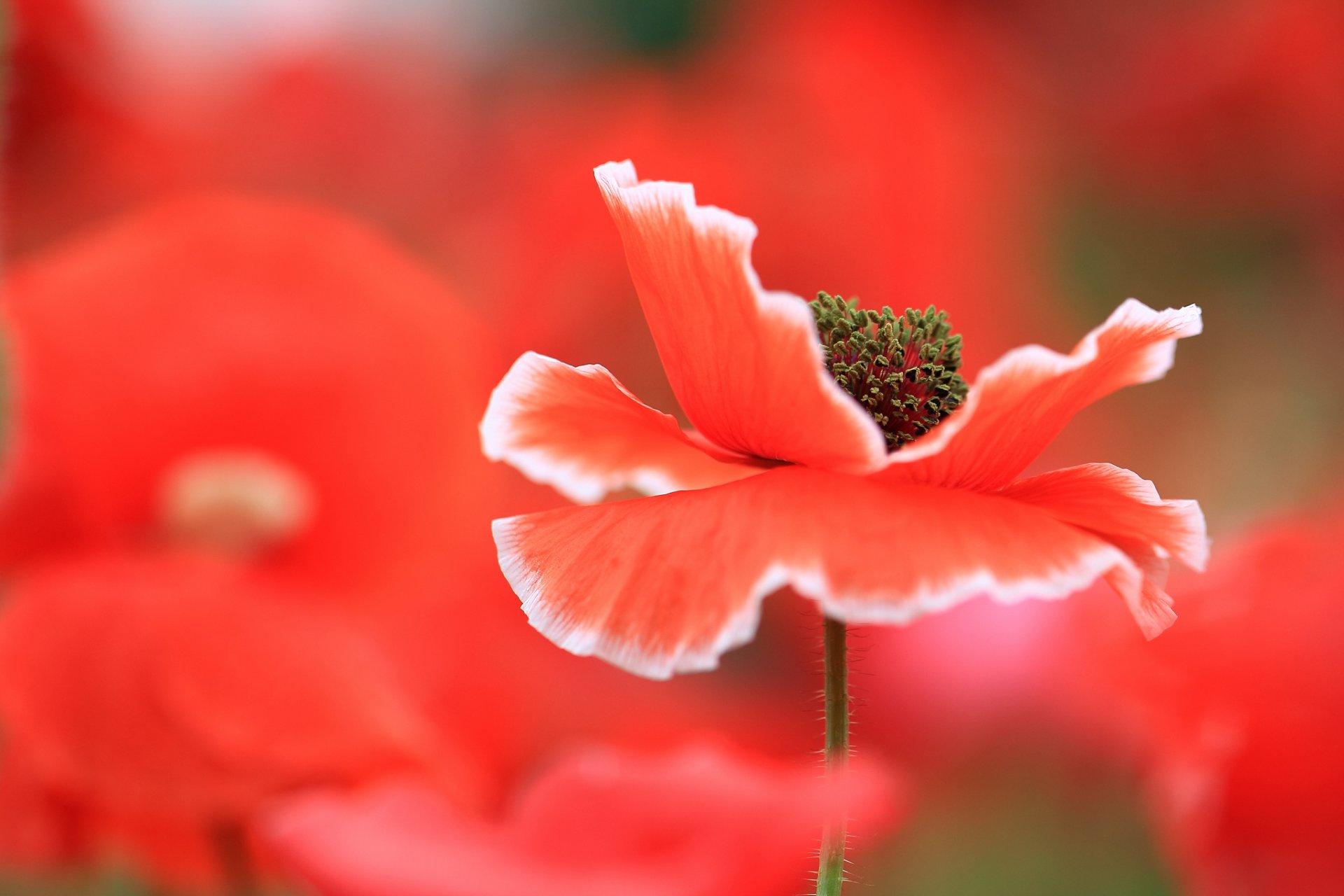 mohn blütenblätter wiese feld makro