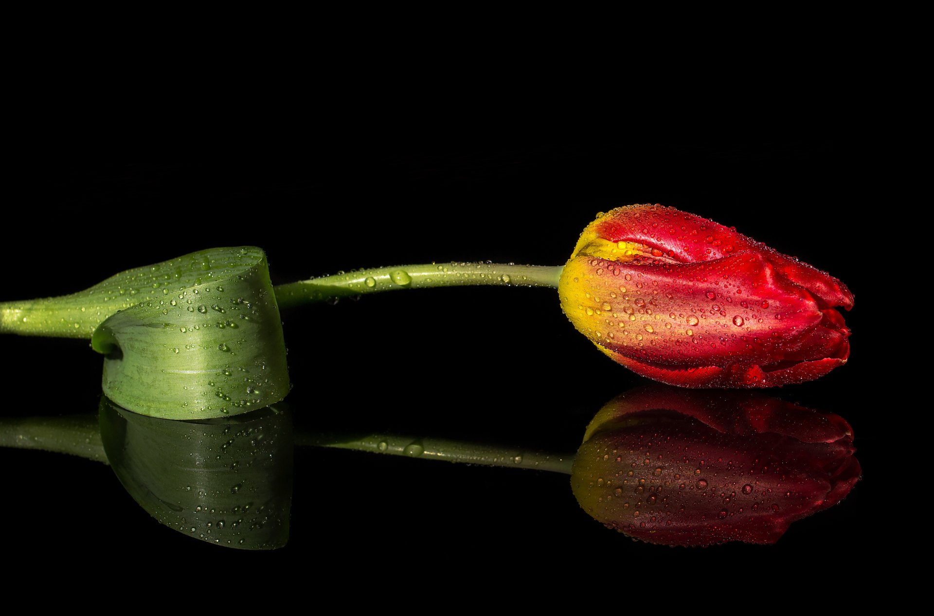 tulip reflection drops close up