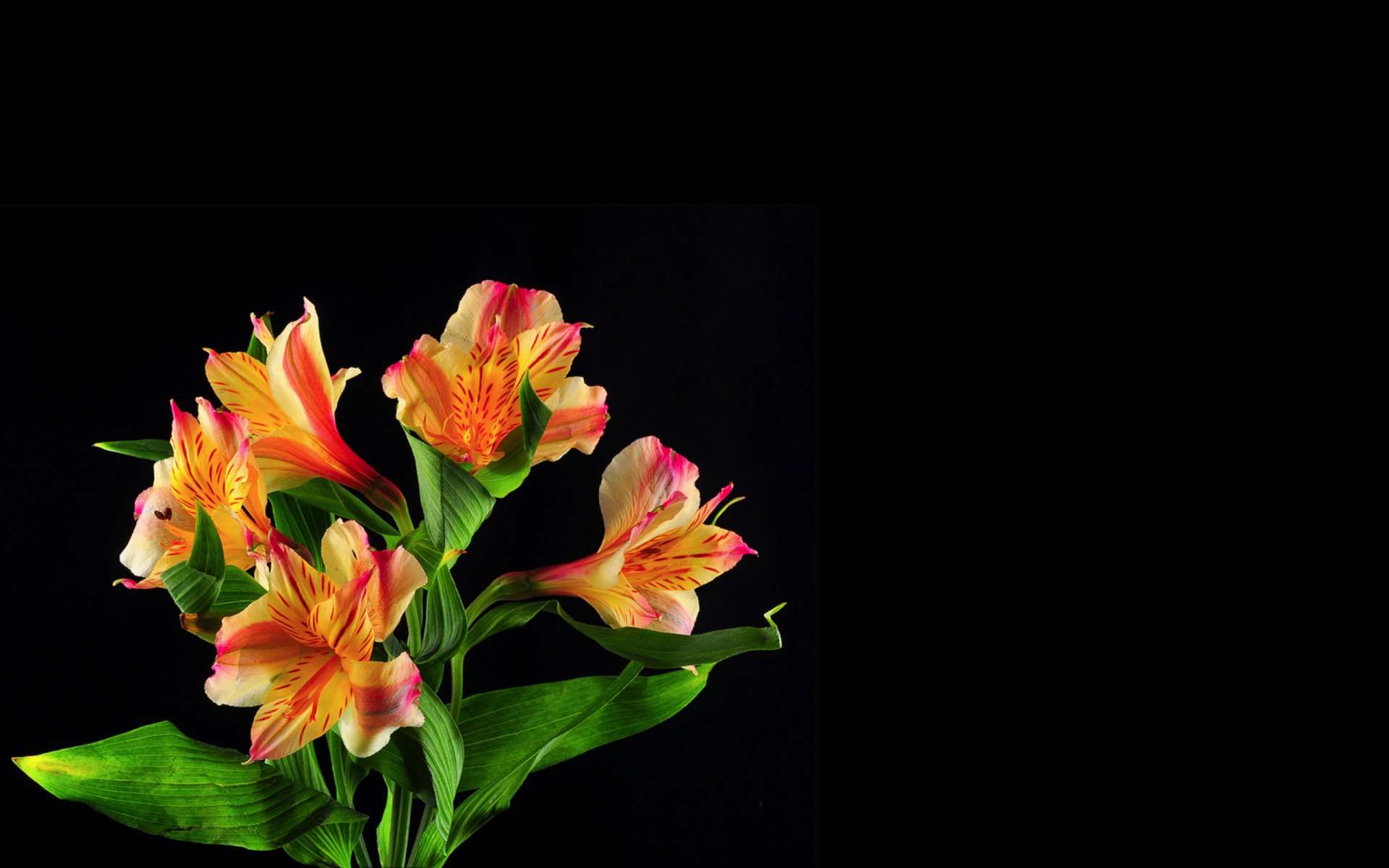 bouquet petals the stem leaves light shadow background