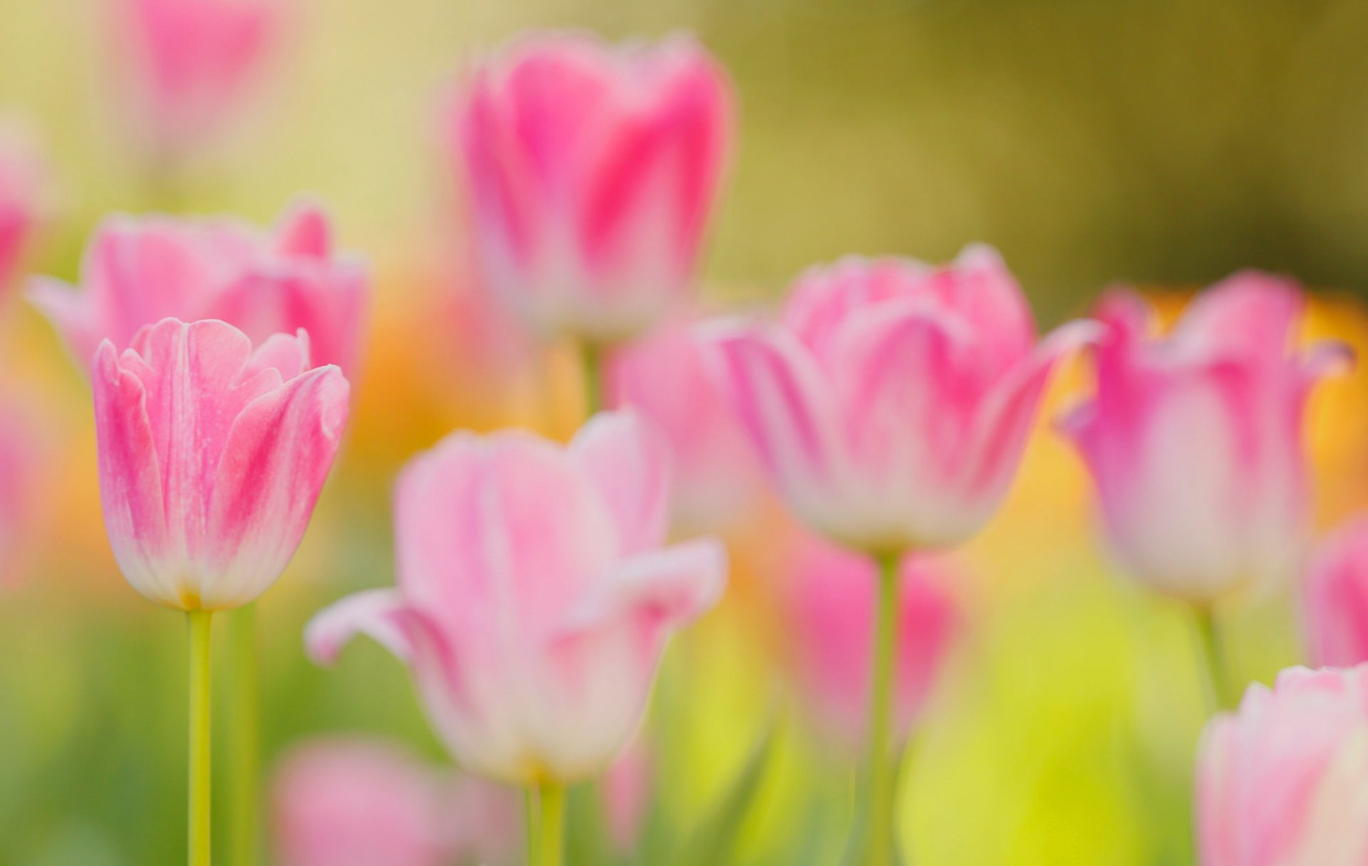 tulipes pétales tige jardin pré printemps